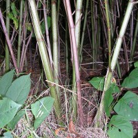 Japanese Knotweed